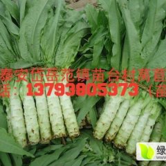 泰安市岱岳区范镇戚台头村莴苣