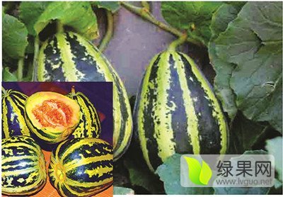 2019年山东寒亭冰糖籽价格