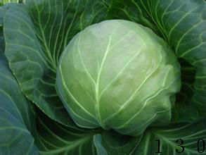 山东单县本地是甘蓝基地，球形美观