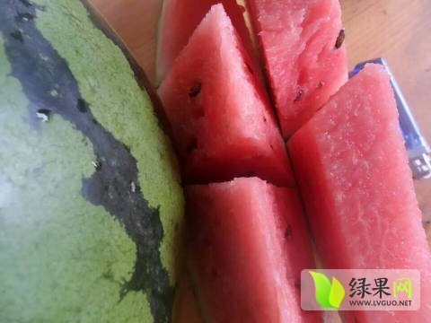 8424西瓜价格