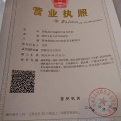 泾阳云阳镇中甘21甘蓝 8398中甘系列