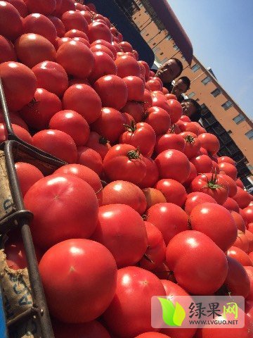 2017年辽宁黑山硬粉价格