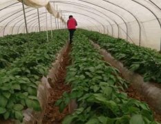 山东肥城荷兰十五三膜二膜陆地冷库土豆