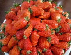 江苏东海草莓正处旺季，品种齐全