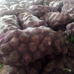 2017西昌洋葱主产红，黄皮洋葱，甘蓝