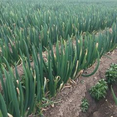 江苏省海门市现在有80多亩大葱