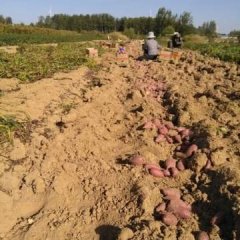 2017红安红薯唯一地标产品----红安苕