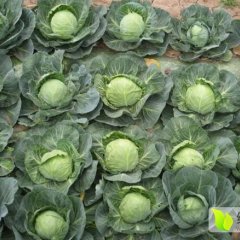 沛县徐州张先生3月球茎甘蓝