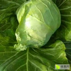 饶阳甘蓝大量上市了，平顶，发绿