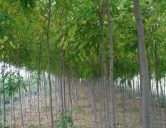会宁绿化苗木 本人常年经营各种苗木，品种多