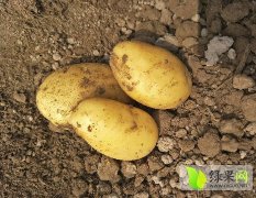 山东高密新出土的土豆，规格有1--3两