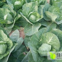 曲周8398甘蓝刚上市，今年种植面积大