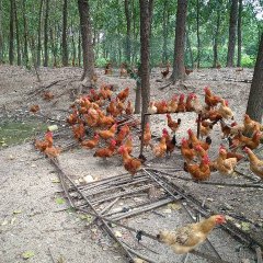 2017沭阳鸡价 质量信誉第一，不求钱赚的多少