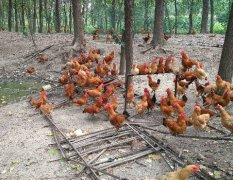 2017沭阳鸡价 质量信誉第一，不求钱赚的多少