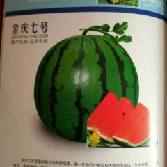 陈荣西瓜种植合作社 主营西瓜种子