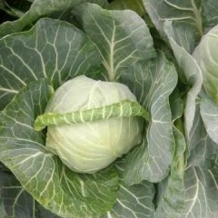 2017苏北蔬菜基地大量供应甘蓝（包菜）