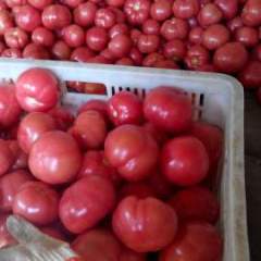 内蒙古松山硬粉西红柿价格行情平稳