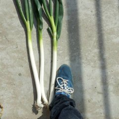 兵房镇百亩大葱待出售，望有意者联糸