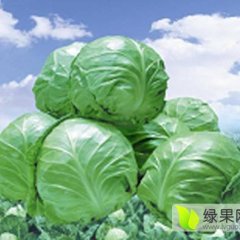 沛县甘蓝质量上乘 河口镇优质包菜大量上市