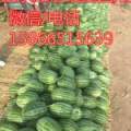 潍坊早春红玉西瓜产地