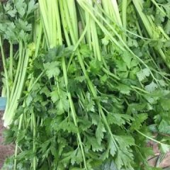 河南中牟县万亩蔬菜种植基地