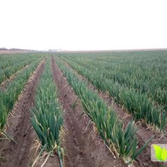 盐城响水基地同时上市大量毛葱