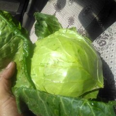 河北饶阳大量甘蓝