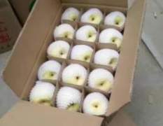 供应陕西冷库砀山酥梨，4两以上包装，产地直销