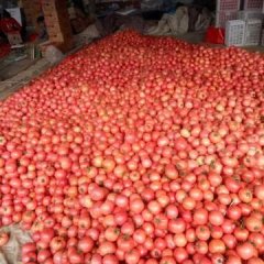 莘县河店镇西红柿 西红柿果型好