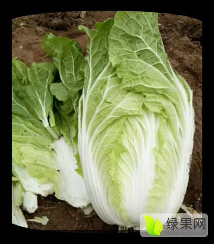 2019年山东兰山菊锦春白菜价格