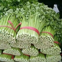 江苏徐州沛县孟丁蔬菜收购合作社皇妃芹菜