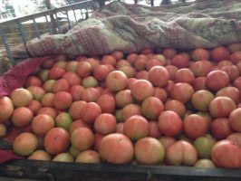 沭阳大量西红柿，种植面积过剩收购商少，