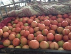 沭阳大量西红柿，种植面积过剩收购商少，