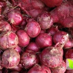 山东兰陵红皮洋葱 急需用库，低价出售