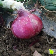 大邑安仁红皮洋葱专业为您代办