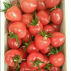 莘县土地肥沃种植出了优质的圣女果圆粉