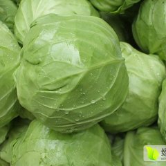 2017沛县我镇万亩蔬菜基地包菜大量上市