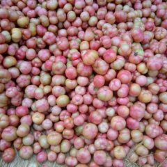 沭阳华冲镇金鹏西红柿种植面积较大，色泽光亮