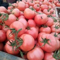 山东莘县的西红柿上市啦