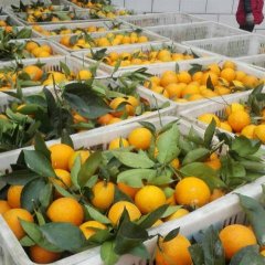 湖北秭归夏橙大量上市
