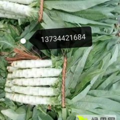 山东岱岳有万亩大棚优质莴笋上市