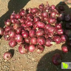 四川洋葱诚信代办