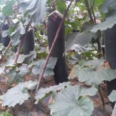 2017海南儋州黑皮冬瓜上市中，瓜条形好