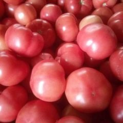 山东任城色疏菜大棚之村硬粉西红柿价格