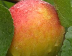 万荣特级大红杏5月销售，纯天然农家肥