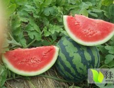 广东省，阳江市，阳西县花麒麟西瓜