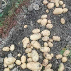 武鸣周边荷兰十五种植以达到上万亩