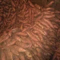 安丘现有自己家红香蕉红薯七千斤