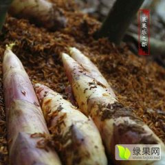 浙江临安雷竹又名早竹、早园竹