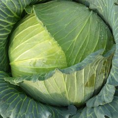 天门蔬菜产区甘蓝(平包，洋白菜)大量上市